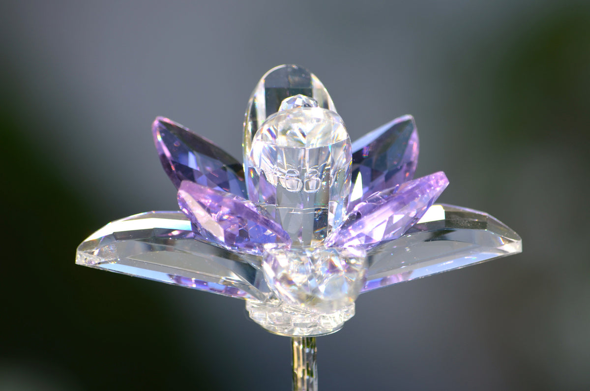 Purple Crystal Lilie Flower